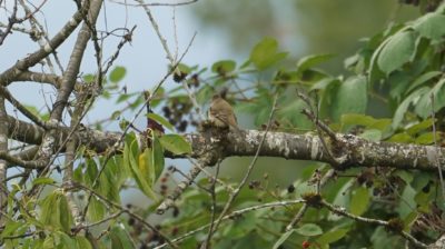 Flycatcher in a tree