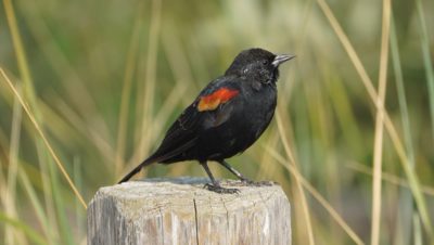 Red-winged blackbird