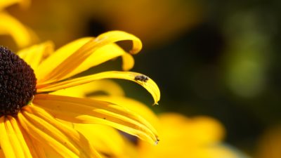 Fly on flower