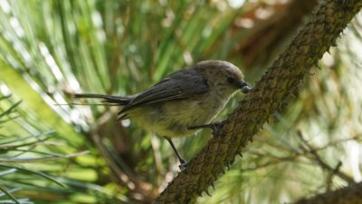 bushtit