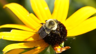 Bumblebee on flower