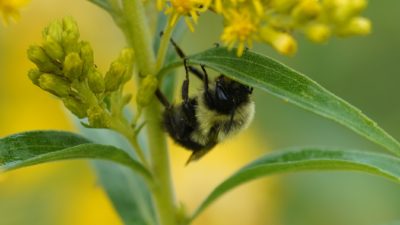 Bumblebee under a leaf