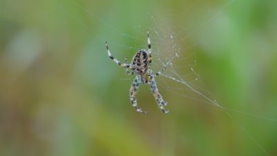 Orb weaver