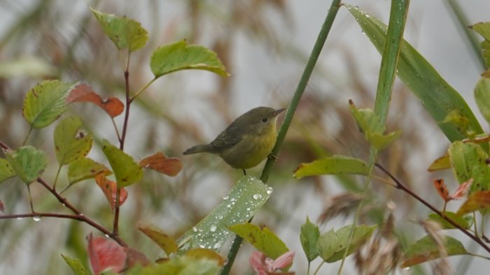 Yellow warbler