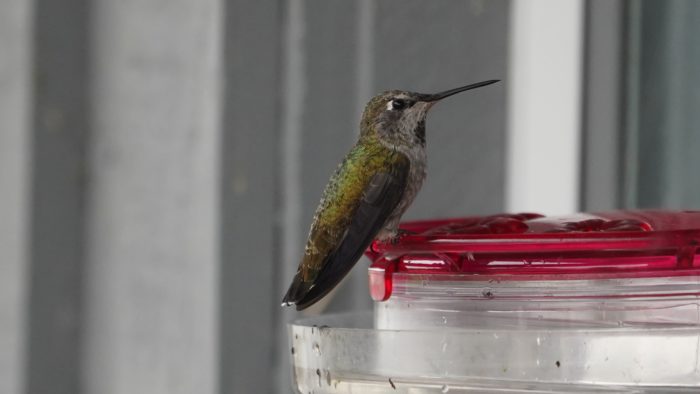 Hummingbird at feeder