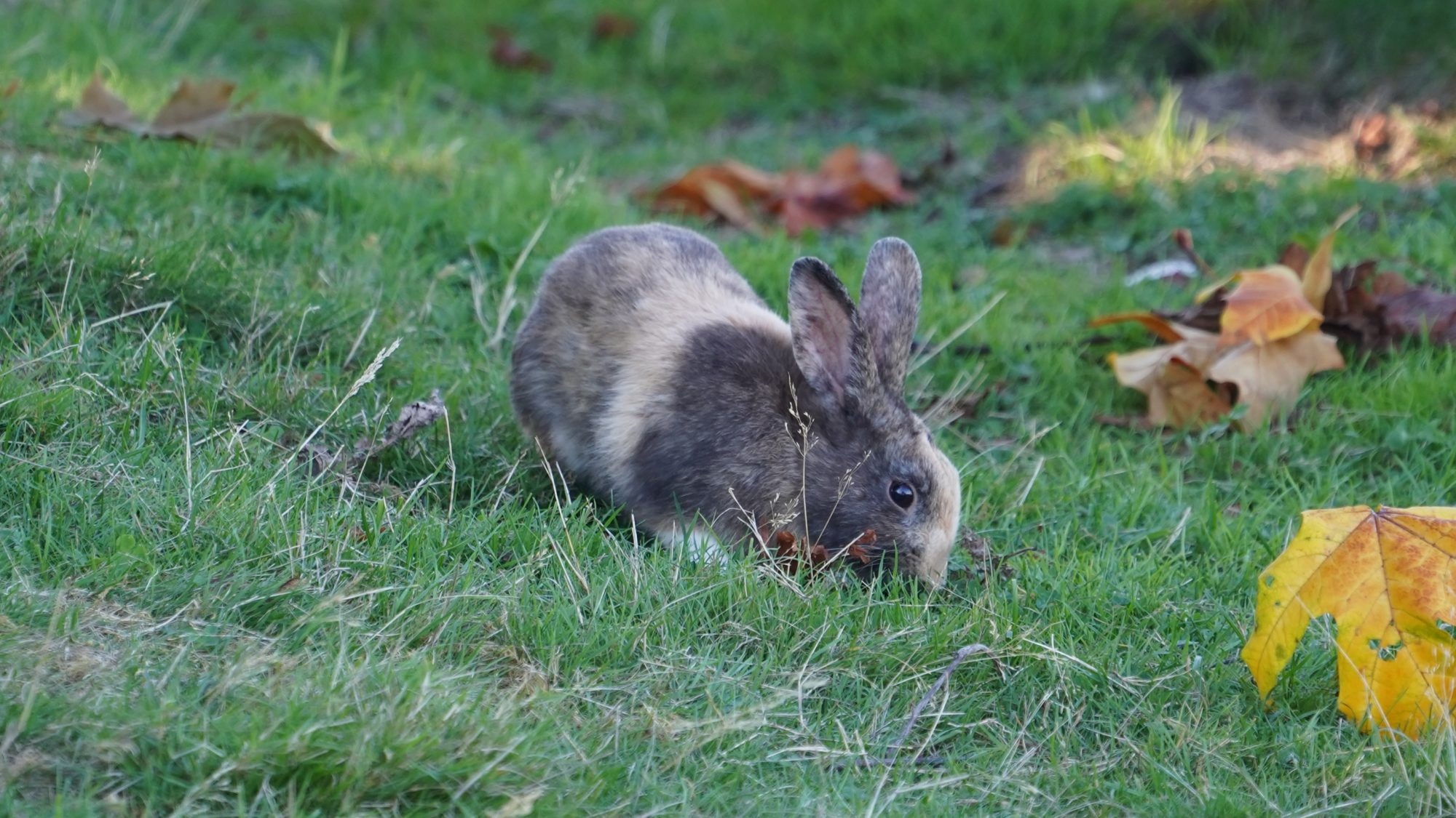 Bunny