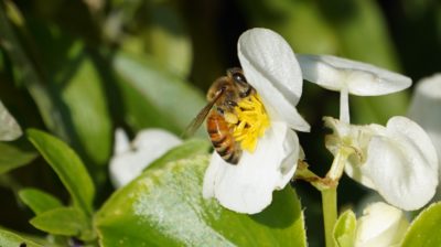 Bee on flower