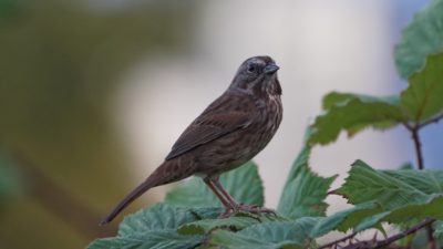 Song sparrow