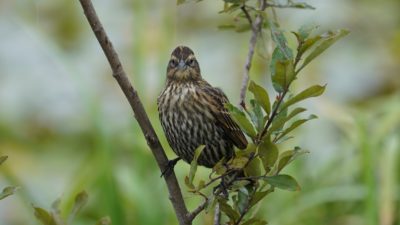 Red-winged blackbird