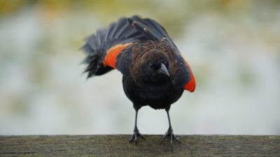 red-winged blackbird