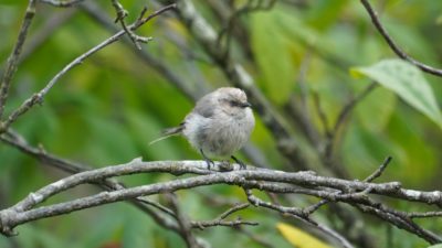 Bushtit