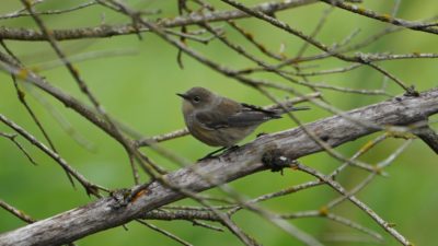 Yellow-rumped warbler