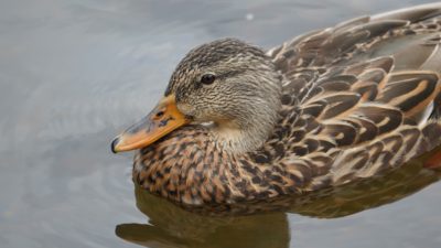 Female mallard