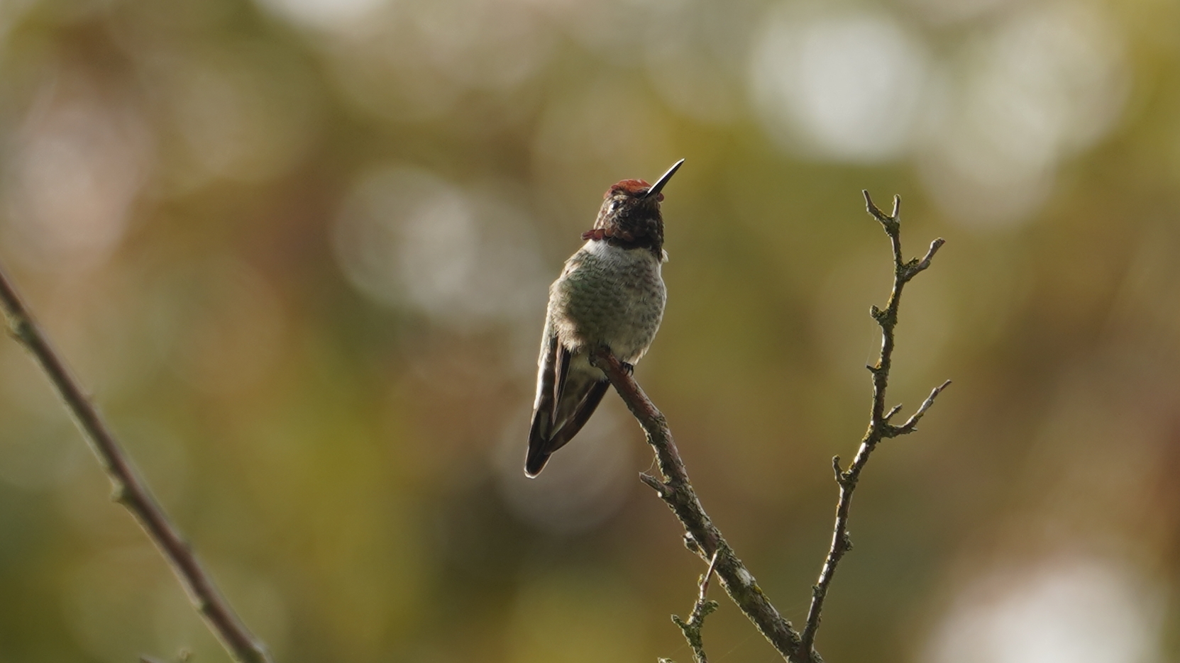 Anna's hummingbird