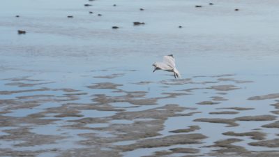 Seagull landing