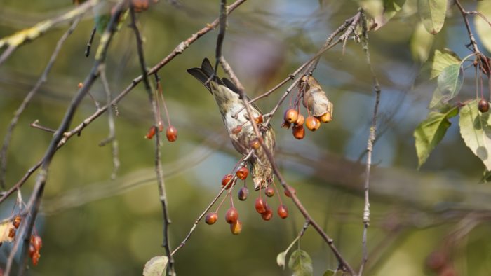 Upside-down pine siskin