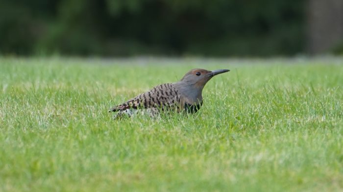 Northern flicker