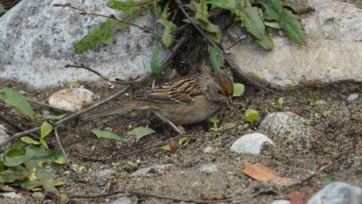 golden-crowned sparrow