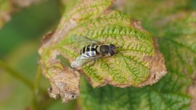 hoverfly