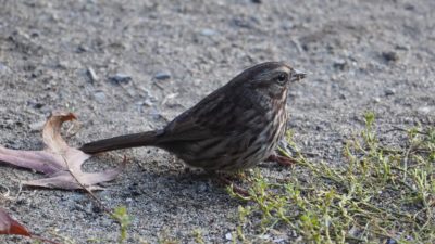 song sparrow