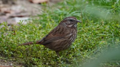 song sparrow