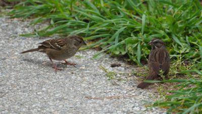 golden-crowned sparrow facing song sparrow