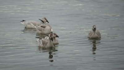 juvenile snow geese