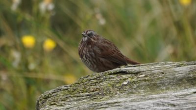 Song sparrow