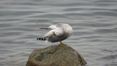 gull preening