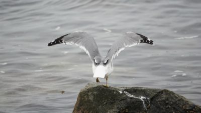 seagull taking off