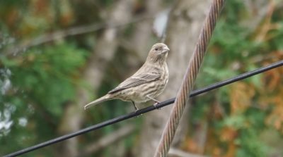 House finch