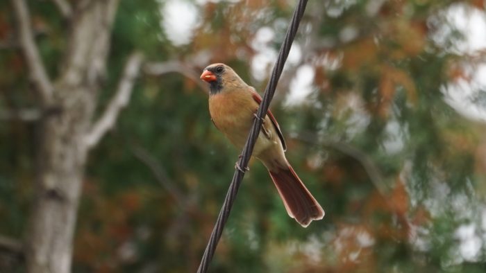 Northern cardinal