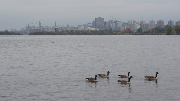 Geese and Parliament Hill