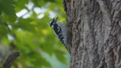 Downy woodpecker