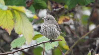 House finch