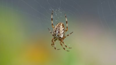 Orb weaver