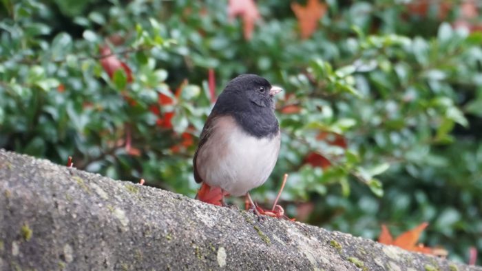 Dark-eyed junco