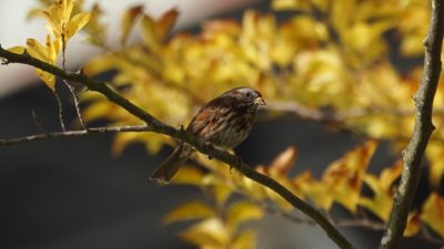 Song sparrow