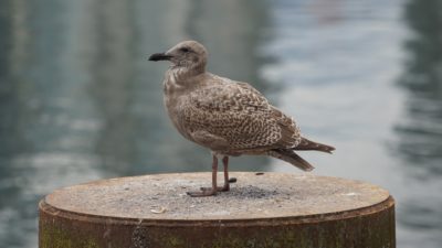 Glaucous-winged gull