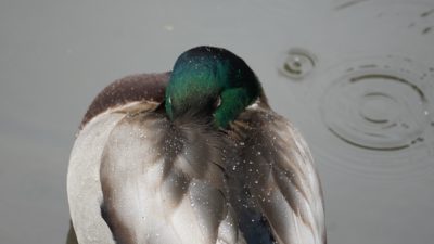 Sleeping mallard