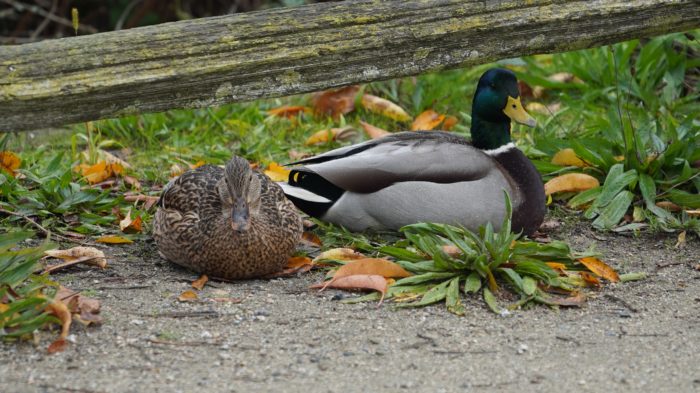 Mallard couple