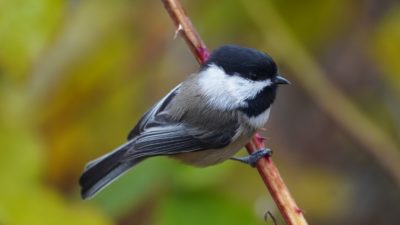 Chickadee