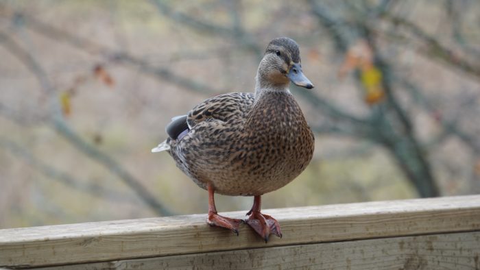 Female mallard