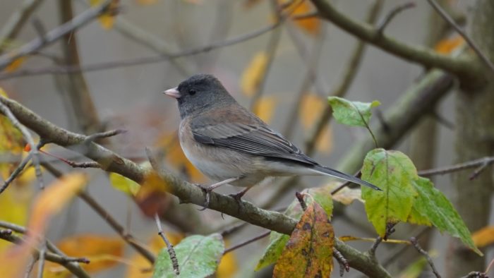 Dark-eyed junco