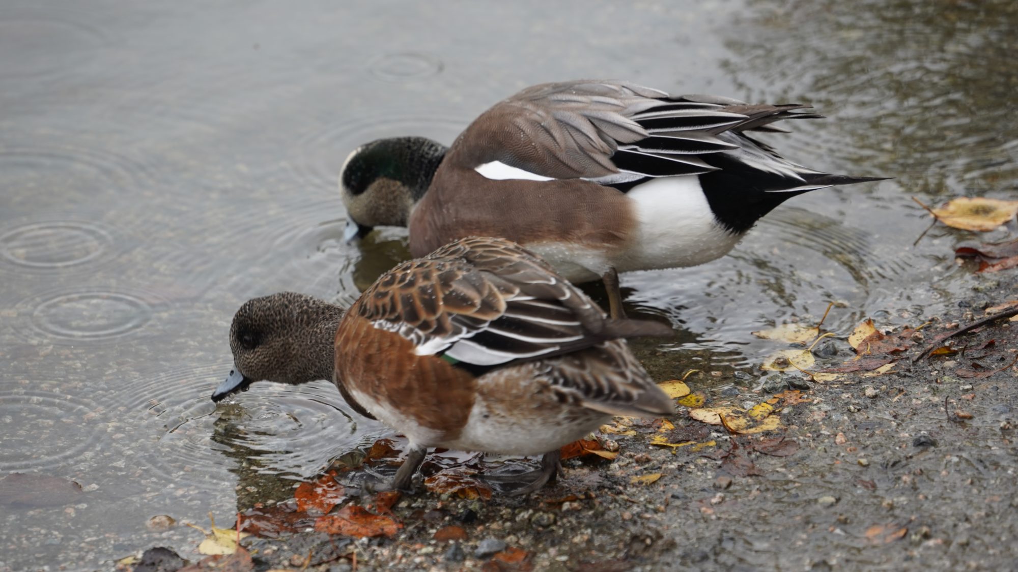 Wigeon couple