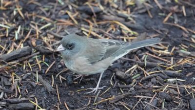 Dark-eyed junco