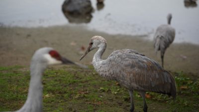 Sandhill crane colt