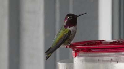 Male Anna's hummingbird