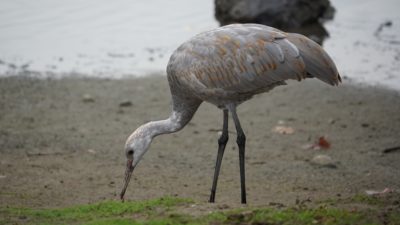 Sandhill crane colt digging