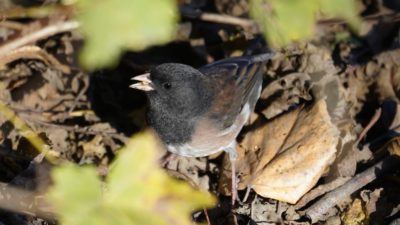 Dark-eyed junco